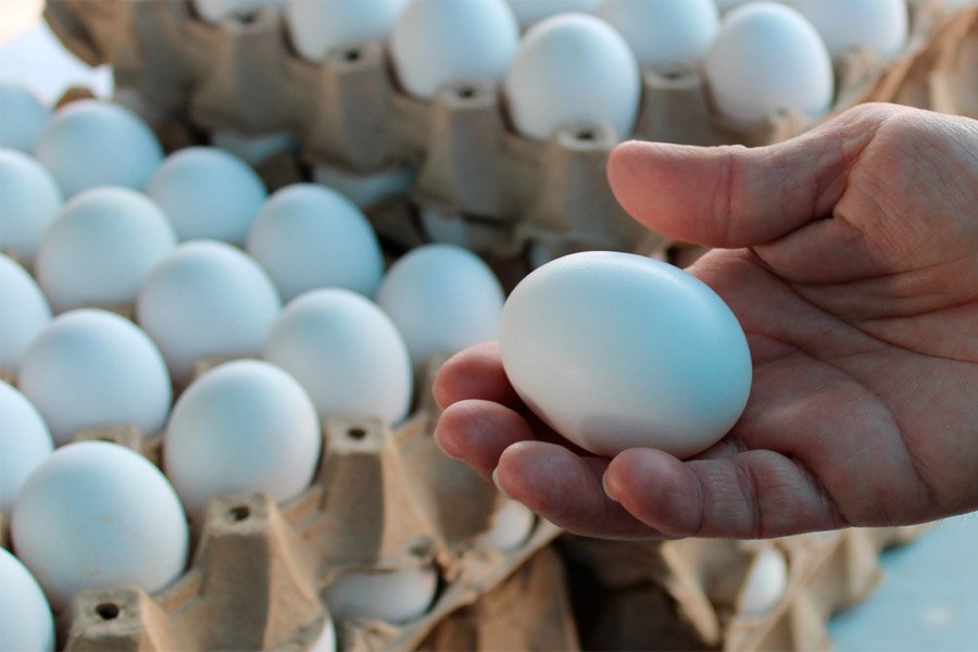 Precios del Cartón de Huevos se Mantienen Estables en la Feria del Artesano y del Agricultor 1 huevos1