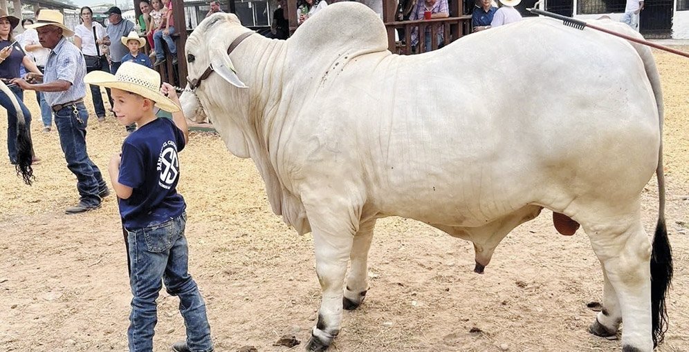 Ganaderos de Atlántida anuncian ExpoAGAA 2025 en La Ceiba 1 Feria de Ganado