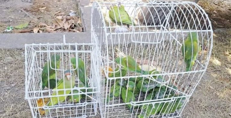 PELIGRO DE EXTINCION