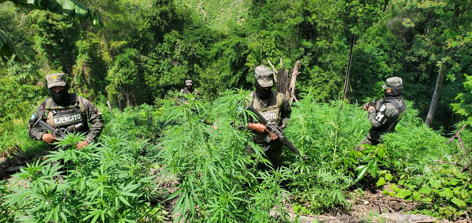 Fuerzas Armadas decomisan plantaciones de coca y marihuana en Olancho y Colón 1 WhatsApp Image 2025 04 25 at 09.16.24