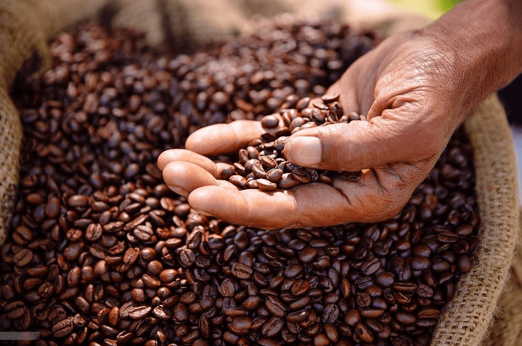 El café hondureño en crisis tras los aranceles de Donald Trump: caída de precios y amenazas para la industria 1 cafe