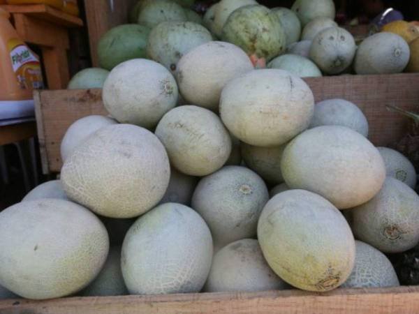Exportaciones de melón hondureño caen 15.2% en la cosecha 2024-2025 1 exportacion de melones 10536145 20250422084005