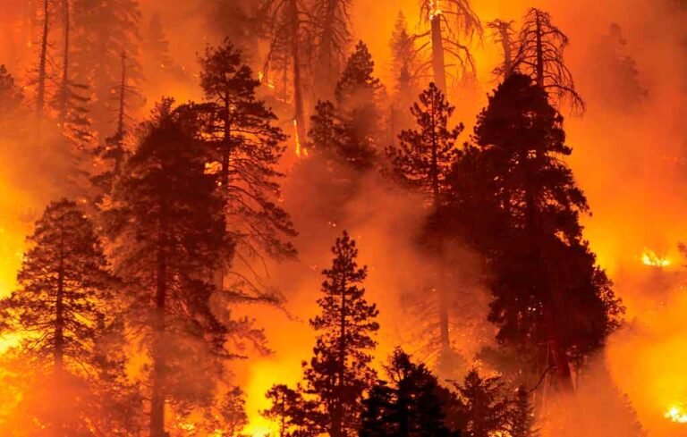Honduras enfrenta 468 incendios forestales en lo que va de 2025 1 incendios forestales 1