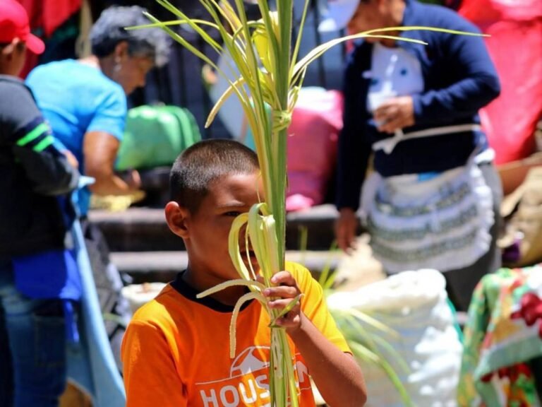 palmas de olivo1 10460452 20250412100238