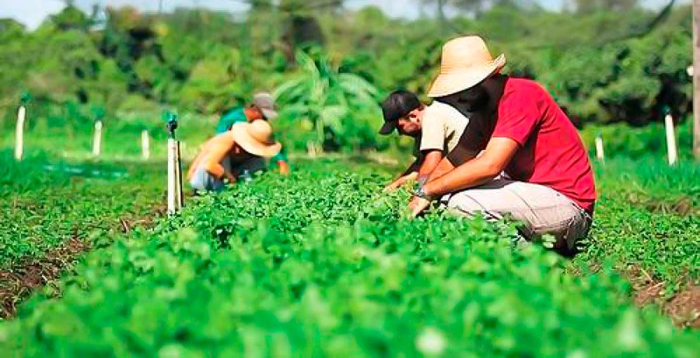 Honduras impulsa apoyo regional a agricultores familiares con respaldo de la FAO 1 AGRICULTORES 3