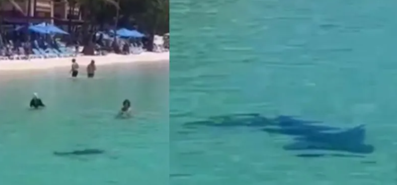 Tiburón sorprende a bañistas al nadar cerca de la orilla en Roatán 1 Captura de pantalla 17
