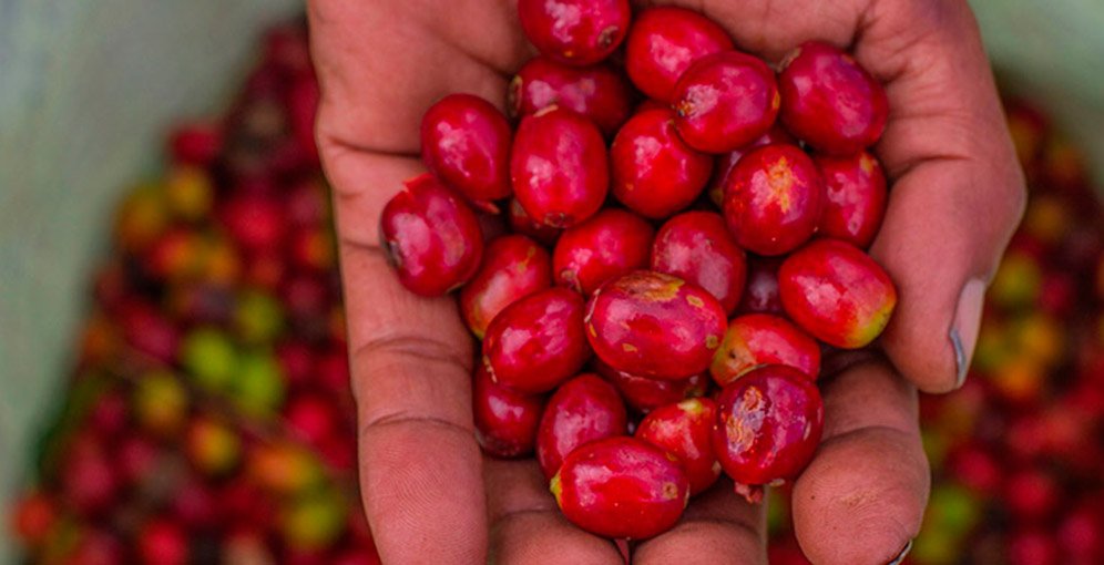 Exportaciones hondureñas crecen 17.9 % impulsadas por el café y superávit con Europa 1 EXPORTA MAS 1