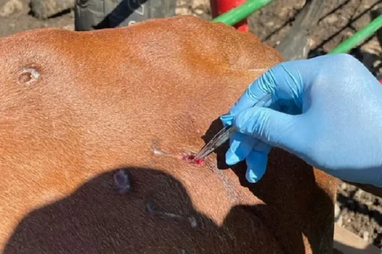 Honduras gusano barrenador.jpg