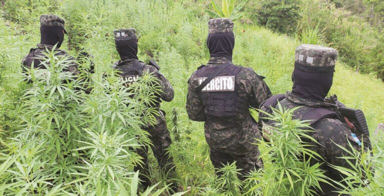 Aseguran plantación de marihuana en zona montañosa de Tocoa 11 PLANTAS 1