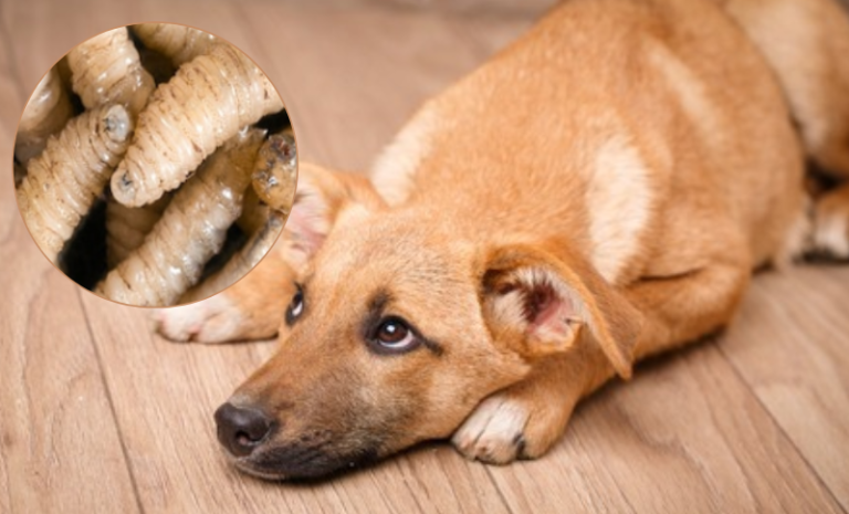 Confirman primer caso de gusano barrenador en Islas de la Bahía 17 Perrito e1745363781196