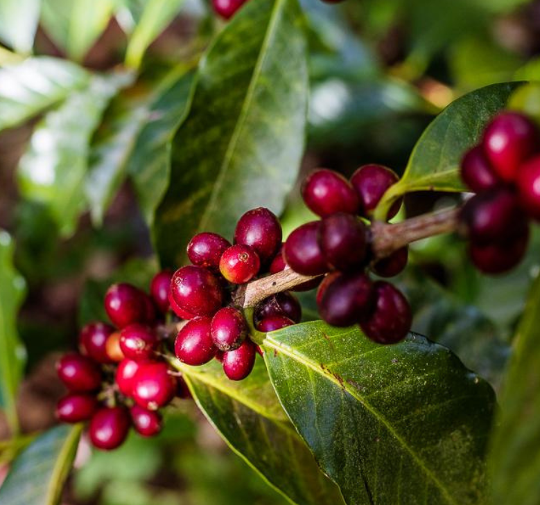 Honduras realiza inversión histórica de L2,000 millones para reactivar el sector cafetalero 1 Planta de cafe
