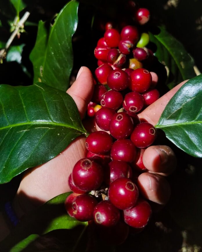 Honduras realiza primer envío de café a la Unión Europea libre de deforestación 1 Sale primer envio de cafe hondureno a la Union Europea libre de deforestacion 3 696x870 1