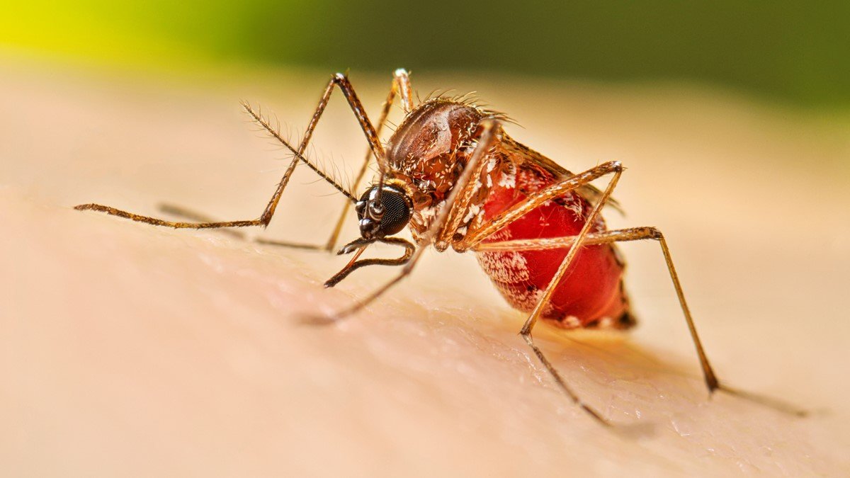 Dengue toma fuerza en Honduras con más de 7 mil casos sospechosos y cuatro muertes 1 about