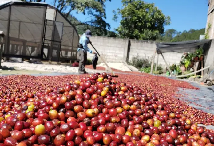 Déficit comercial de Honduras se reduce en un 19.5% durante el primer trimestre de 2025 1 cafe