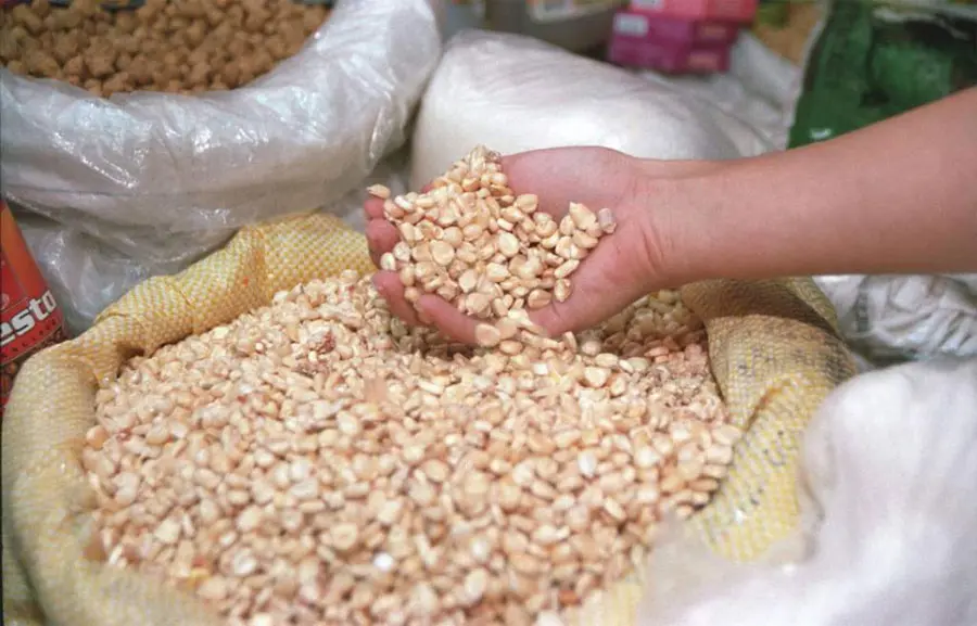Maíz por las nubes y tortillas más caras: Adecabah advierte sobre nueva crisis en la mesa del hondureño 1 maiz 1.jpg