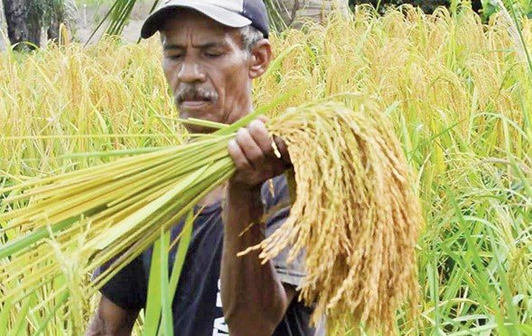 Productores de arroz al borde: Gobierno aún no convoca para fijar precio 1 ARROCEROS HN