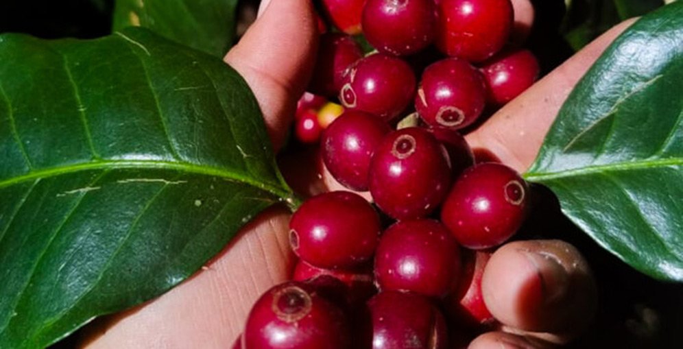 Déficit comercial se reduce en más de 500 millones de dólares gracias al repunte del café hondureño 1 CAFE IMPULSA 1