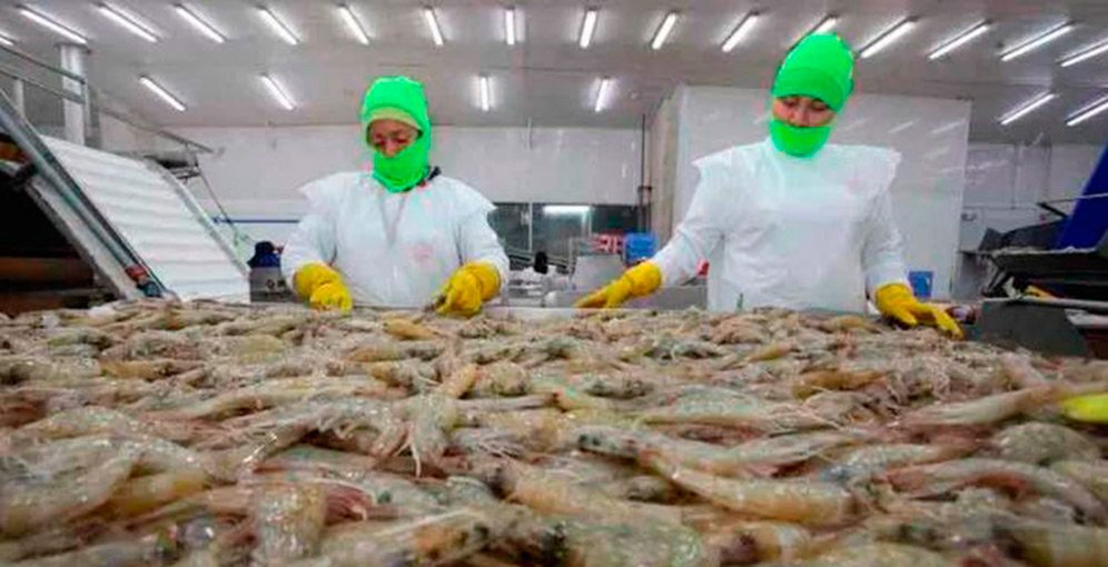 Exportación de camarón hondureño se fortalece por precios favorables y nuevos destinos en Asia y Europa 1 CAMARON MEJORA