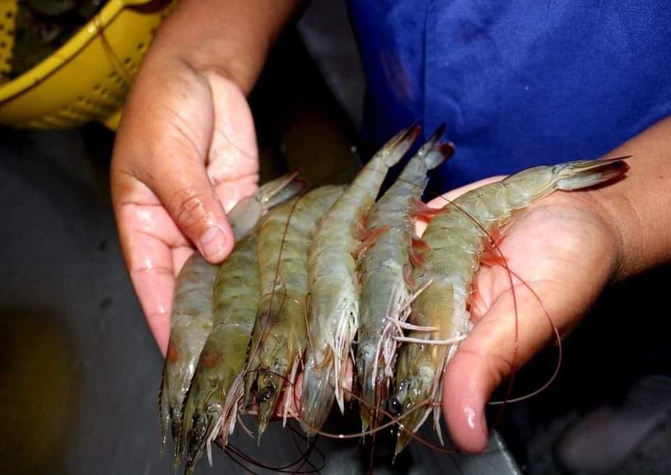 Exportación de camarón a Corea del Sur sería posible en julio, anuncia Fredis Cerrato 1 Camarones 2 1