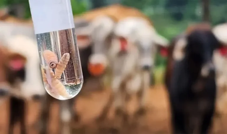 Gusano Barrenador 1.jpg