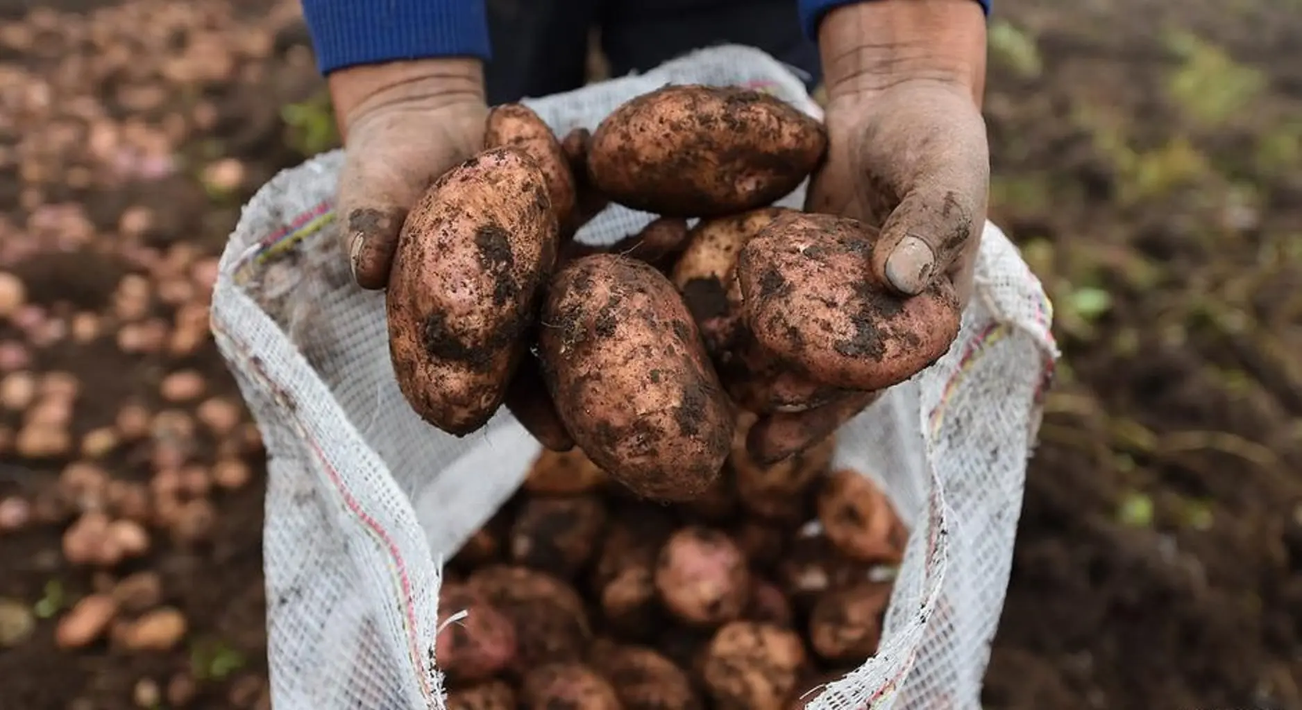 Aumento en el precio de la papa afecta a consumidores en Tegucigalpa y San Pedro Sula 1 Papa colombiana foto AFP DW 1