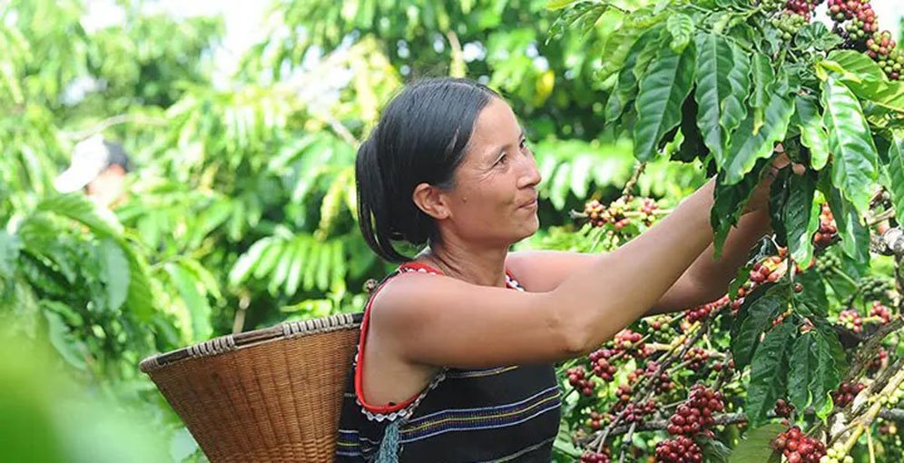 Producción de café alcanza cifra récord y fortalece la economía nacional 1 Produccion de cafe 2