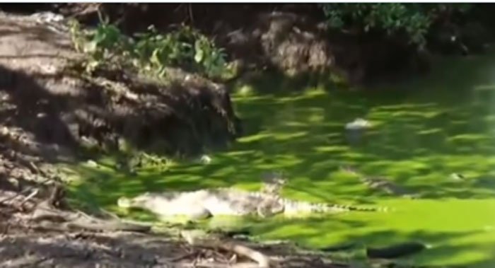 Copeco advierte aumento de lagartos tras crecida de ríos por lluvias 1 cocodrilos