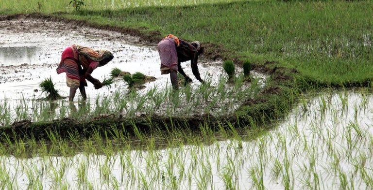 el cambio climatico baja el rendimiento mundial de los cultivos incluso con adaptaciones