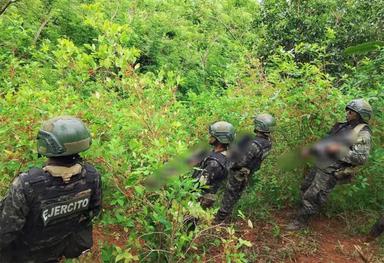 Cae otra narcoplantación en Colón: FFAA aseguran cultivos de coca y marihuana 1 plantacion coca Limon Colon.jpg