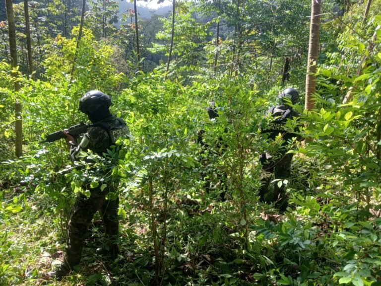 Hallan nueva plantación de coca entre Pico Bonito y Texiguat 22 plantaciones coca 1 1536x1152 1