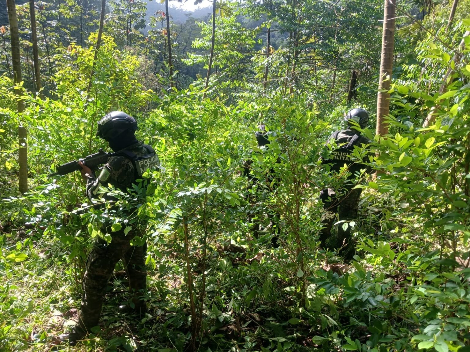 Hallan nueva plantación de coca entre Pico Bonito y Texiguat 1 plantaciones coca 1 1536x1152 1