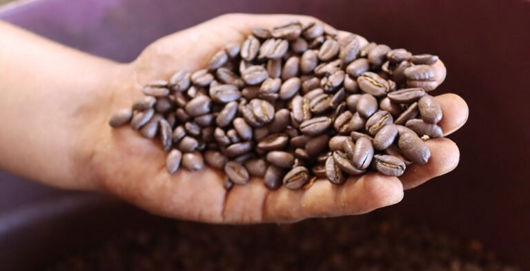 Honduras acumula $1,878.75 millones por exportaciones de café en nueve meses 22 1878 75 millones suma ingreso de divisas por exportacion de cafe