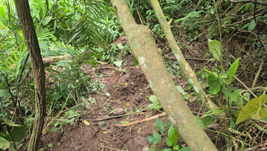 Hallan cuerpo en fosa clandestina en Santa Bárbara; podría tratarse de mujer desaparecida 1 520196949 2199566344198552 2369255629783786959 n 1024x577 1