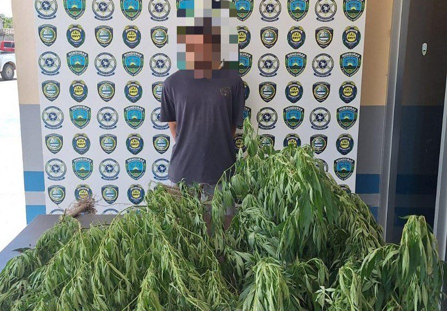 Cultivaba marihuana en su patio y lo capturaron en Taulabé 1 523391311 754280597513377 8976588464252228614 n