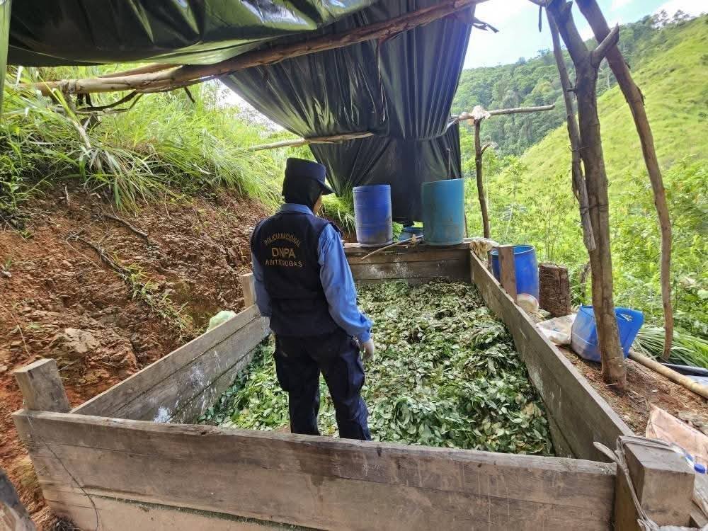 Descubren enorme plantación de hoja de coca y laboratorio clandestino en Colón 1 524700531 1171718104990674 7384313055211984196 n 1