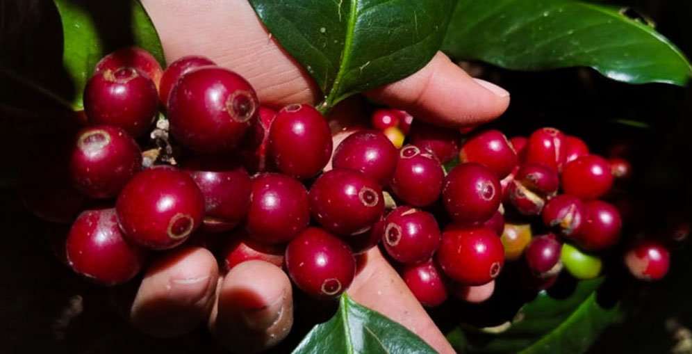 Déficit comercial de Honduras cae en $600.3 millones impulsado por el café 1 600 3 millones disminuye el deficit comercial gracias a buenos precios del cafe