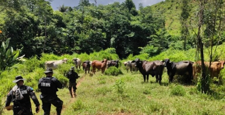 Alarma por deforestación masiva y ganadería ilegal en el corazón de la reserva del Río Plátano 13 Detectan grave deforestacion y ganaderia ilegal en la zona nucleo del Rio Platano