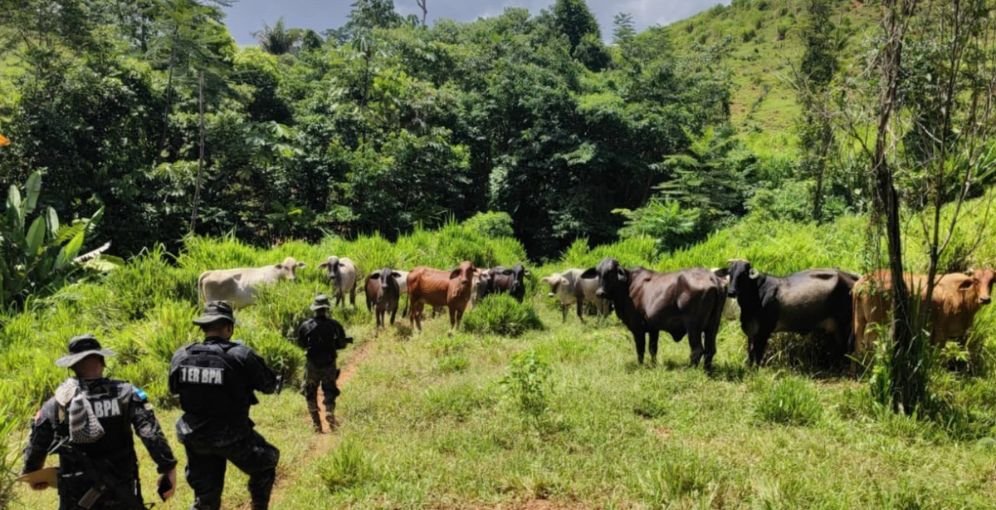 Alarma por deforestación masiva y ganadería ilegal en el corazón de la reserva del Río Plátano 1 Detectan grave deforestacion y ganaderia ilegal en la zona nucleo del Rio Platano