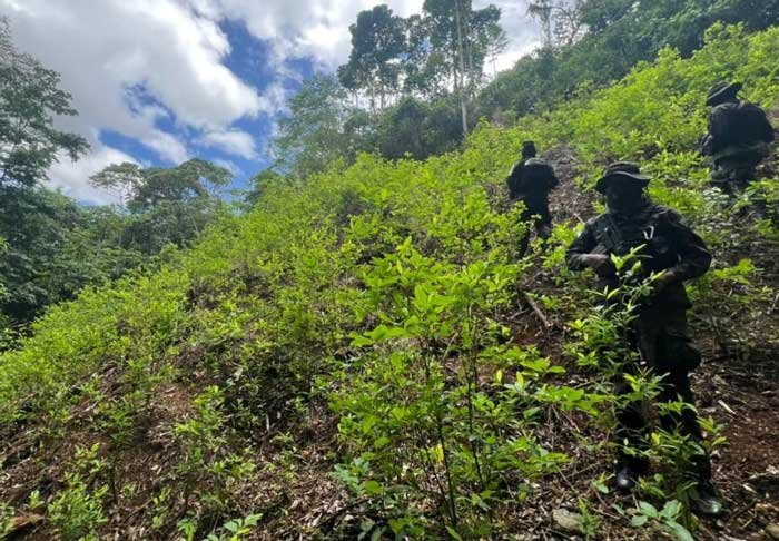 Desmantelan tres cultivos de coca con más de 40 mil arbustos en Colón 1 PLANTACIONES