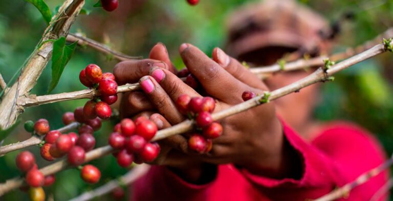 Honduras da pasos firmes hacia exportaciones “libres de deforestación” 13 cafe1