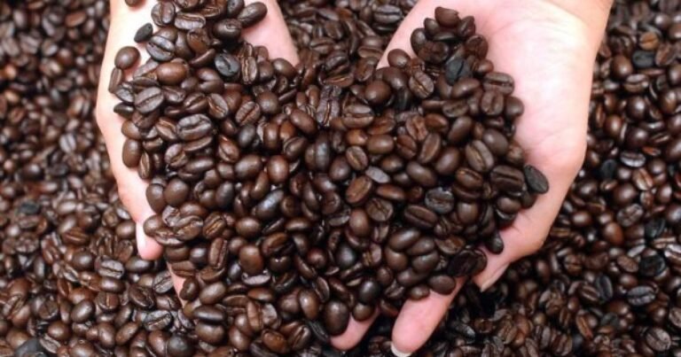Café hondureño rompe récord y genera más de 2,000 millones en exportaciones 21 cafehonduras 1 lp1112708 mg68610367 8135851 20240729095449