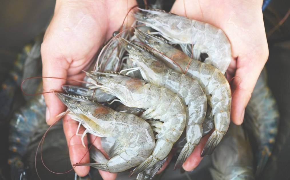 Exportación de camarón hondureño muestra leve repunte del 5% 1 camarones 11367781 20250714172502