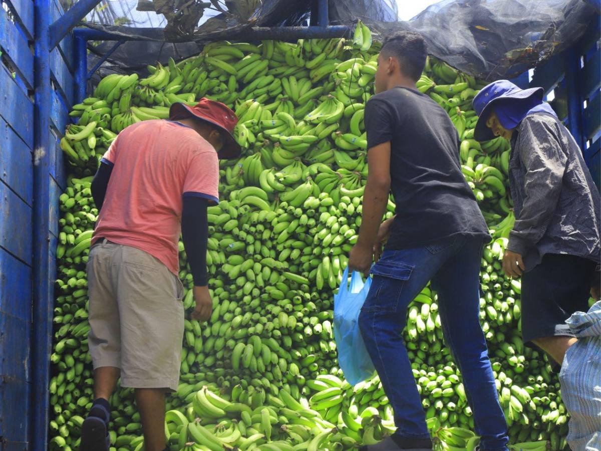Honduras enfrenta crisis histórica en producción de banano: escasez, importaciones y alza de precios 1 diseno sin titulo 7 11272660 20250704113643