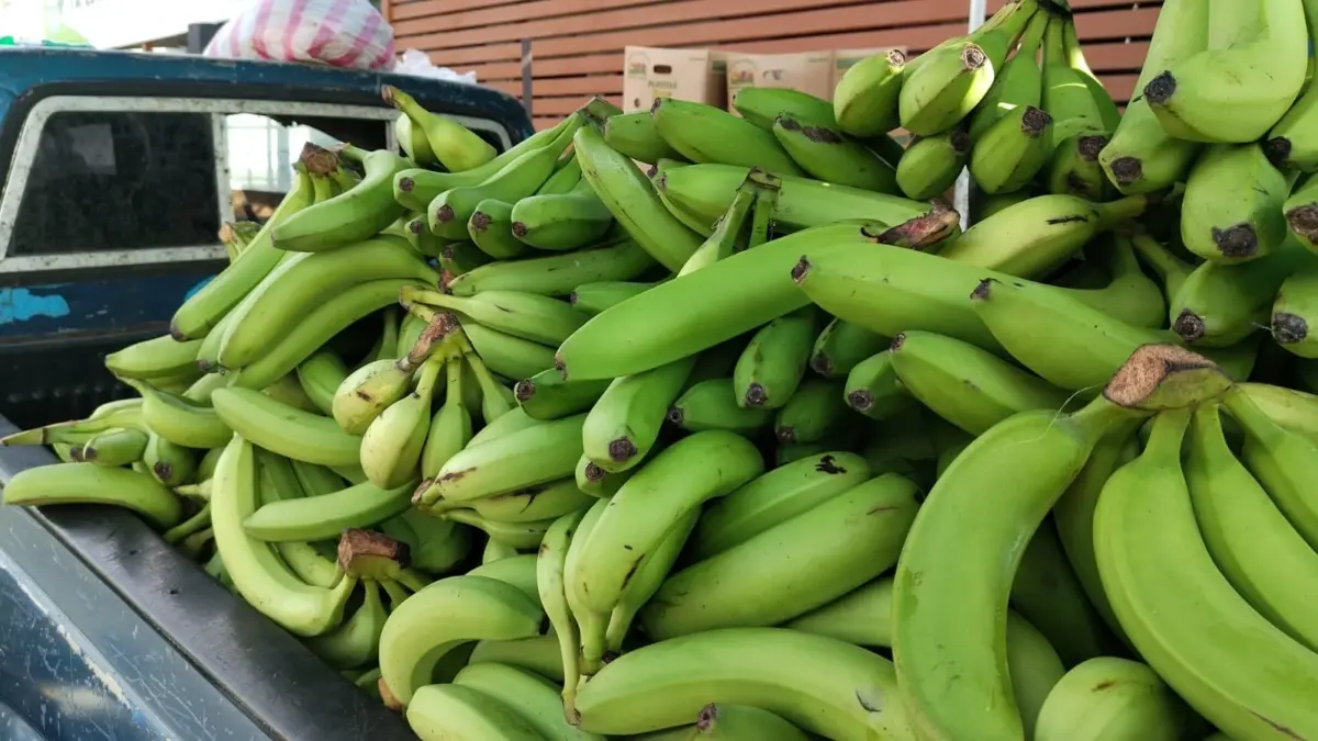 Escasez de banano verde dispara su precio en mercados del país 1 especulan sobre el precio del guineo verde 2