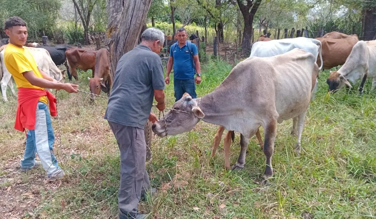 Plagas ponen en jaque al agro hondureño 1 gusano barrenador fincas e1742232512426.jpg