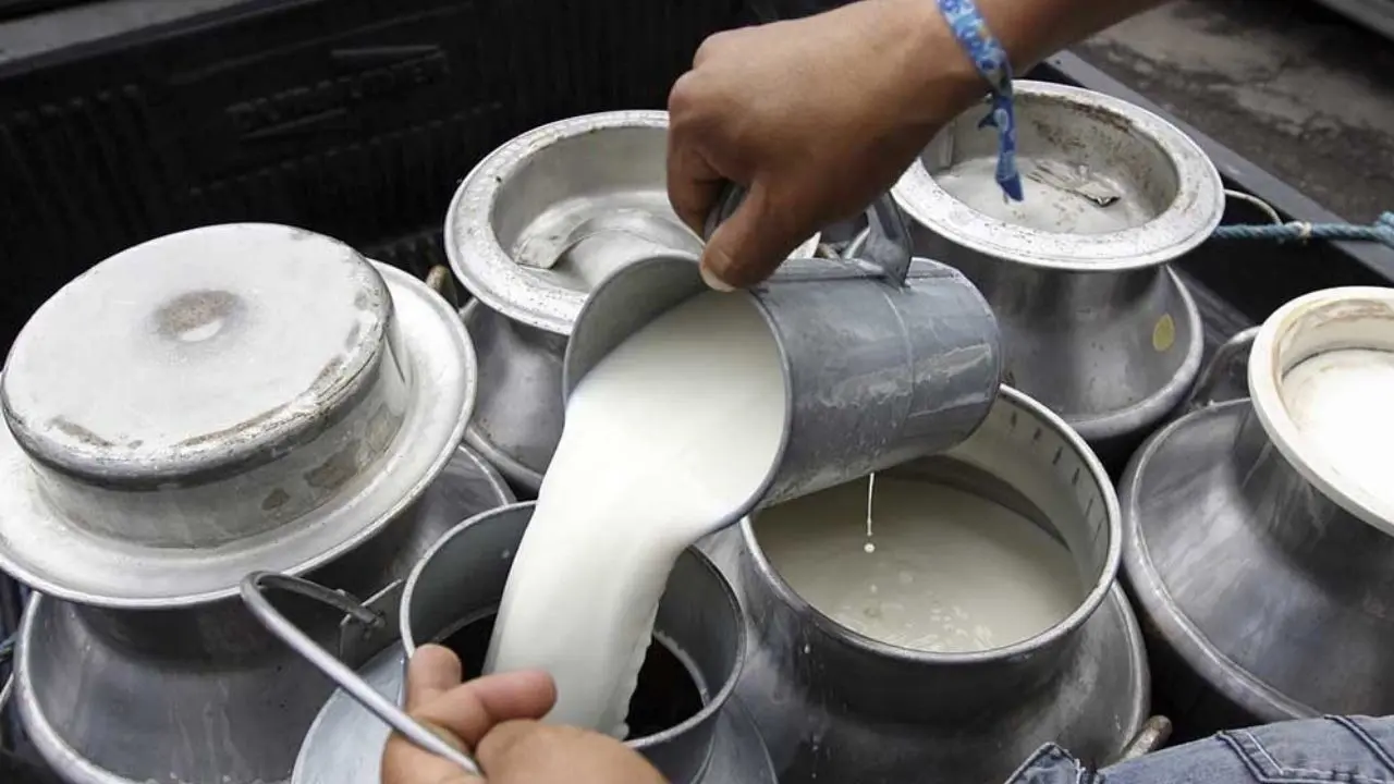 Productores de leche en Olancho exigen precio justo y anuncian protestas 1 leche.jpeg