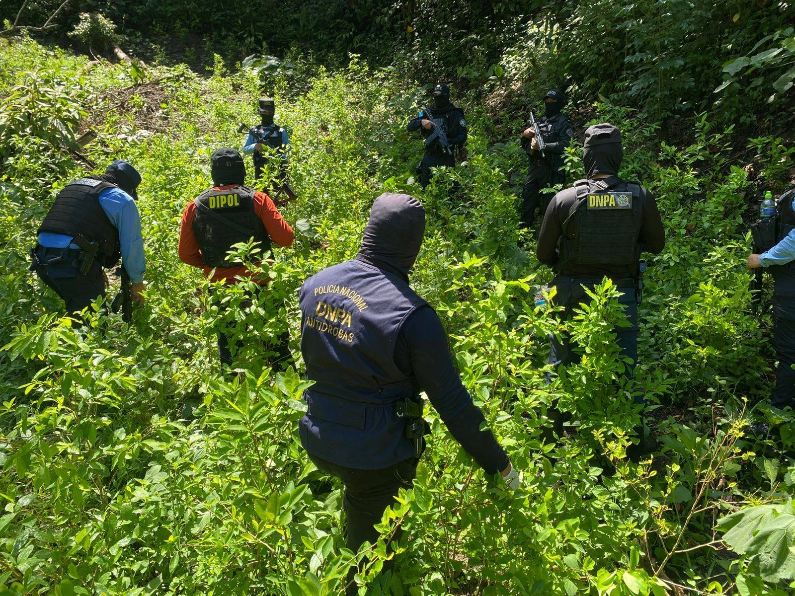 Policía erradica más de 55,000 arbustos de coca en Olancho 1 524992561 1078876277768681 8231525000987335470 n