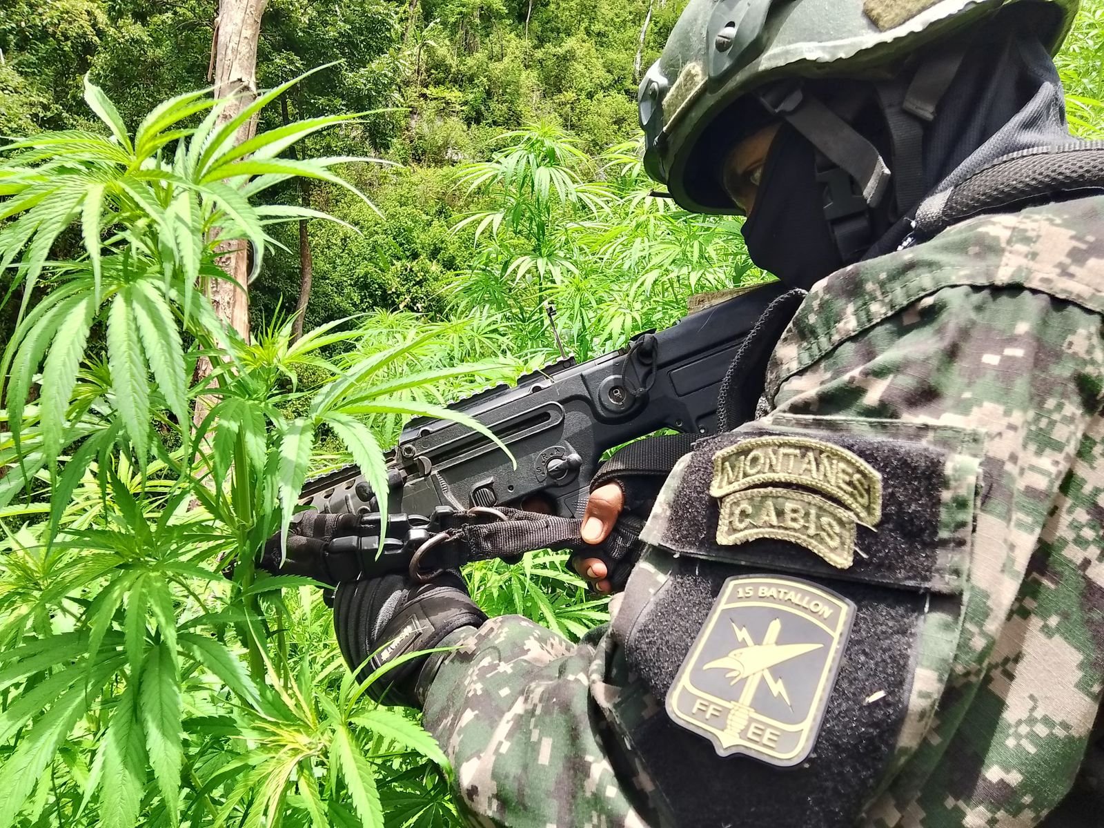Fuerzas Armadas incautan 6,000 plantas de marihuana en zona montañosa de Colón 2 WhatsApp Image 2025 08 04 at 8.43.48 AM