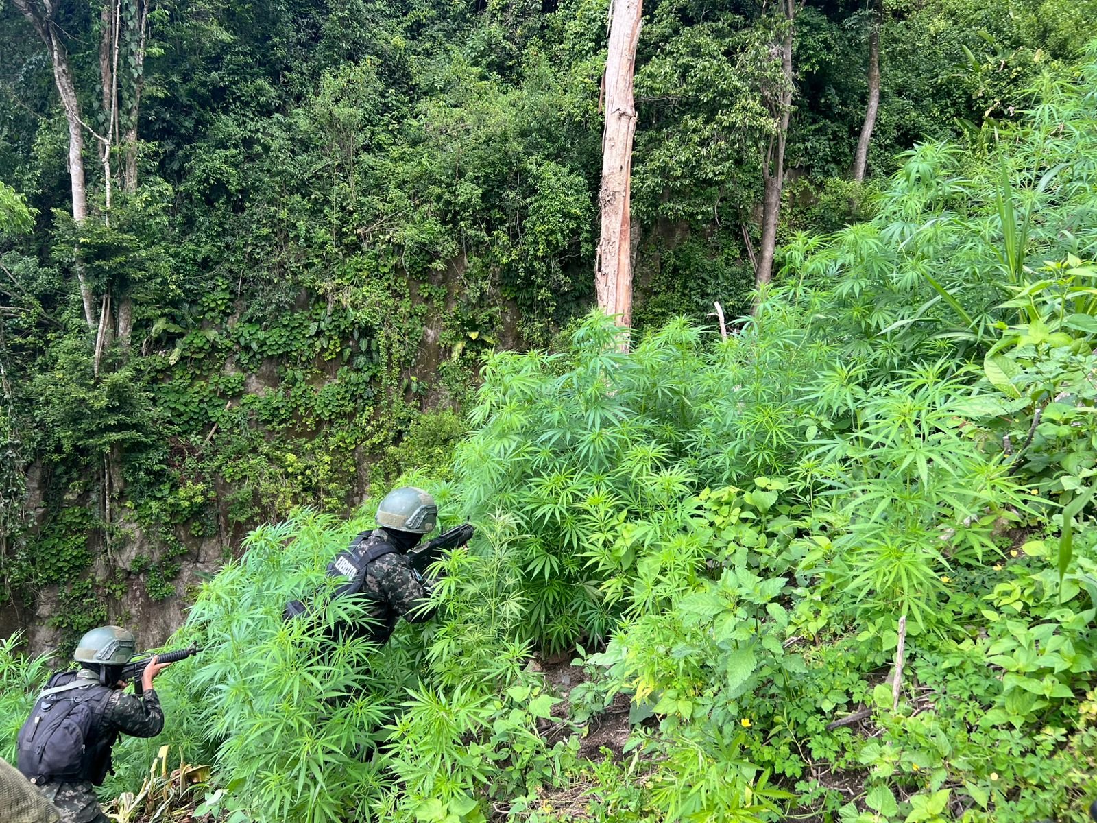Fuerzas Armadas incautan 6,000 plantas de marihuana en zona montañosa de Colón 1 WhatsApp Image 2025 08 04 at 8.43.49 AM