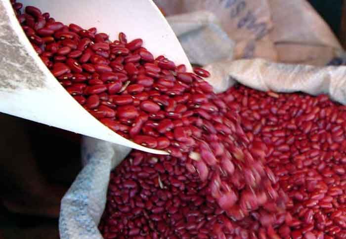 Aumentan precios del frijol y el pollo en la capital, afectando directamente el bolsillo de los consumidores hondureños 1 frijoles